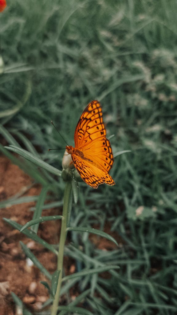 Close-up of a vibrant orange butterfly perched on a green leaf, showcasing detailed wing patterns.