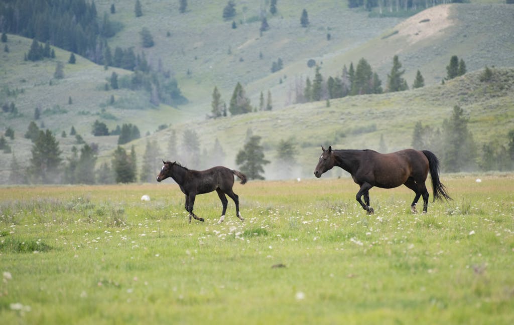 Two horses run freely across a lush green meadow with a mountain backdrop.